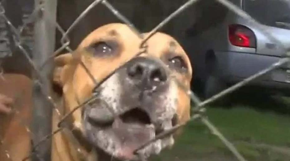Pitbull ataca a ladron: le come una pierna