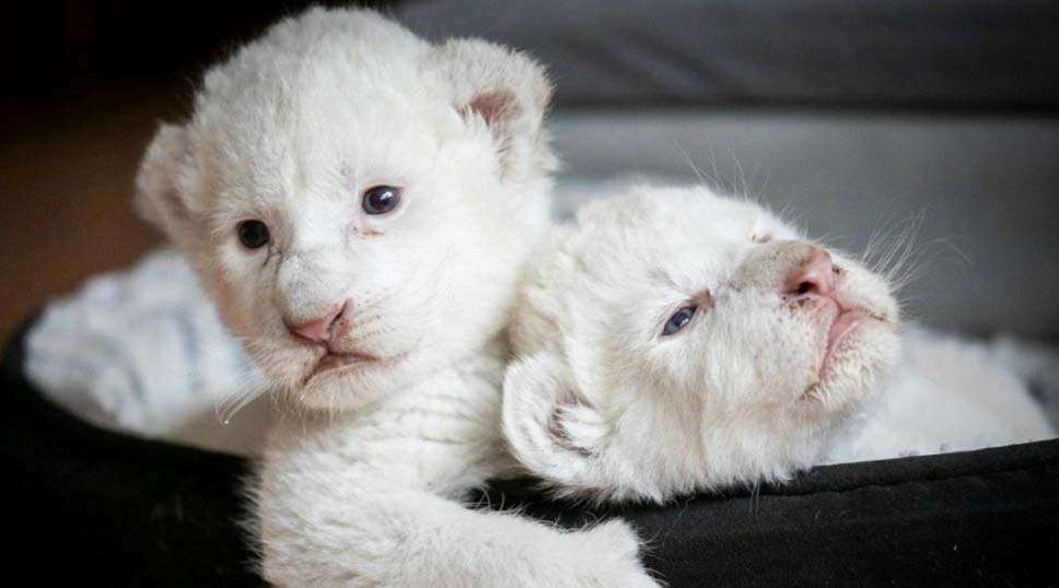 Nacen dos cachorros de león blanco, especie casi extinta en 1970