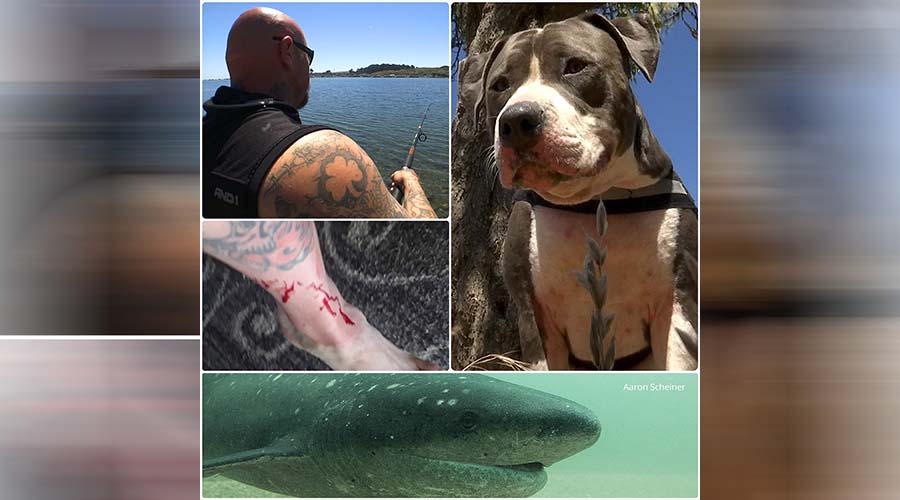 Pitbul salva a pescador cuando era mordido por un tiburón