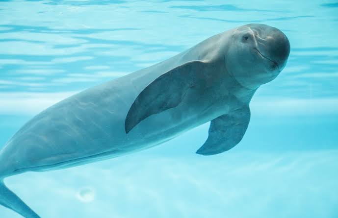 Buscan salvar a la Vaquita Marina de la Extinción