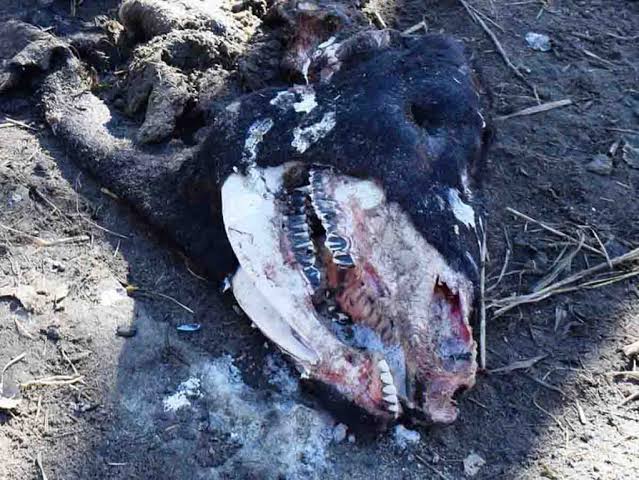 La macabra mutilación de toros las vinculan con  alienígenas o satanismo