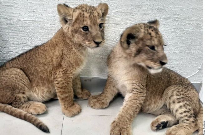 Detienen a dos hombres cuando vendía cachorros de León