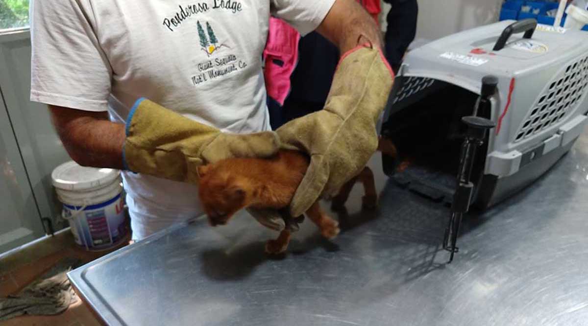 Mujer adopta un puma abandonado; pensaba que era un “lindo gatito”