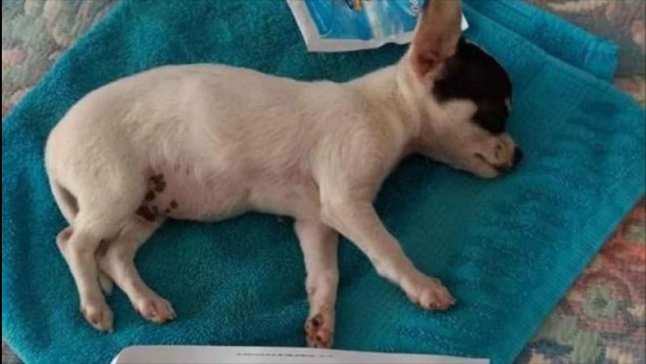 Cohetes de fiesta patronal deja con daño cerebral a perrito