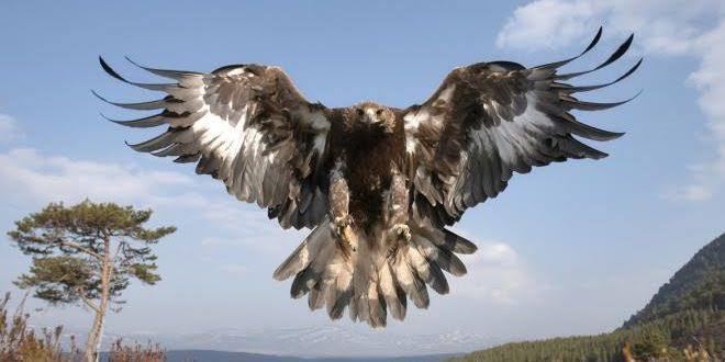 Se extingue el águila real en México