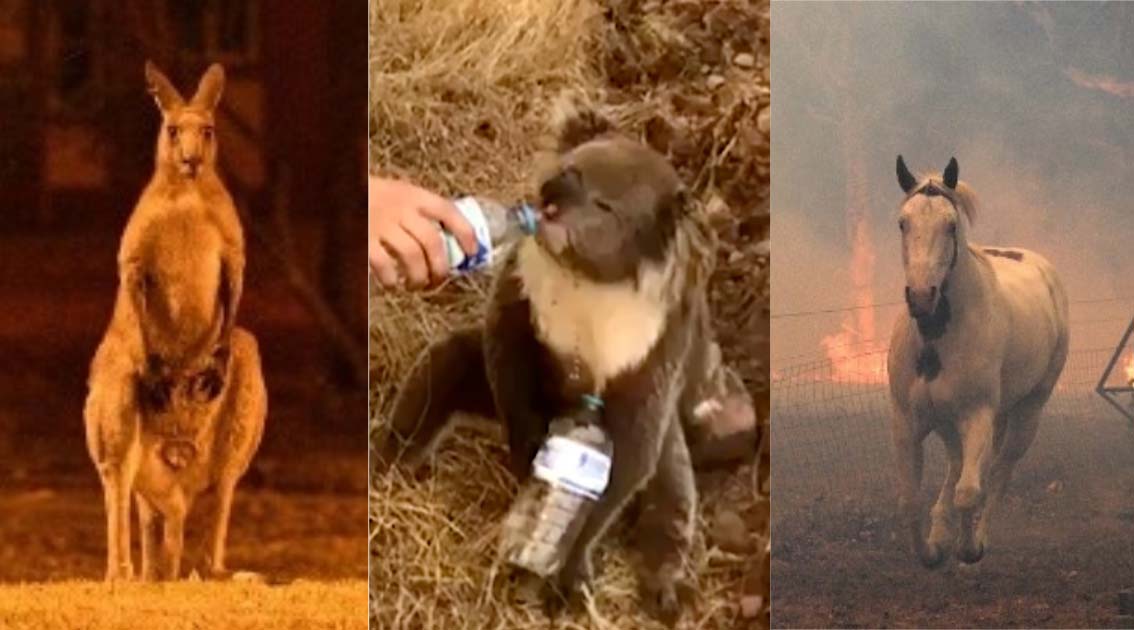 Calentamiento de la tierra aviva los incendios en Australia
