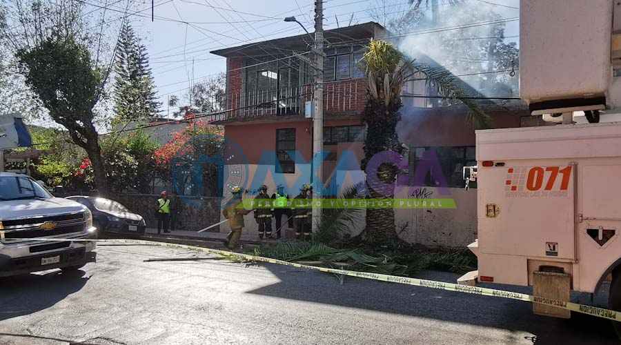 Corto circuito incendia palmera en el centro de Oaxaca