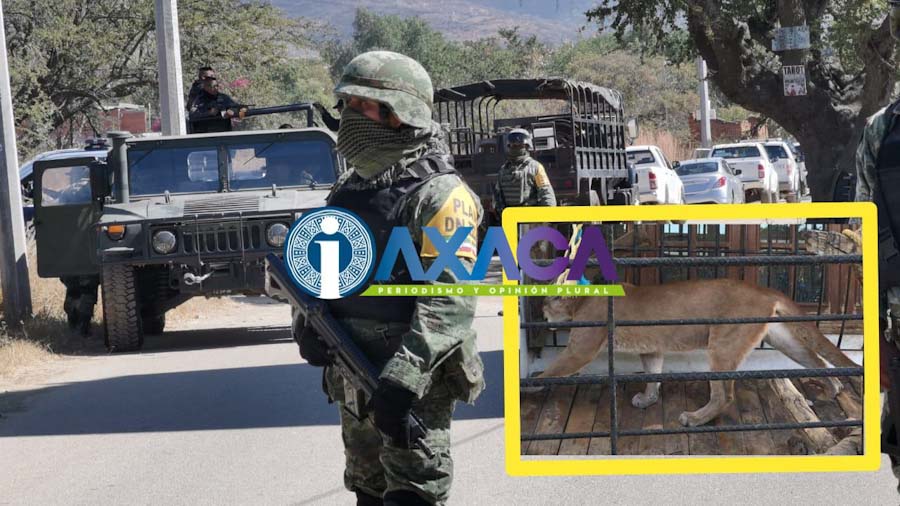 Recuperan vehículos y animales exóticos de casa en San Francisco Tutla, Oaxaca