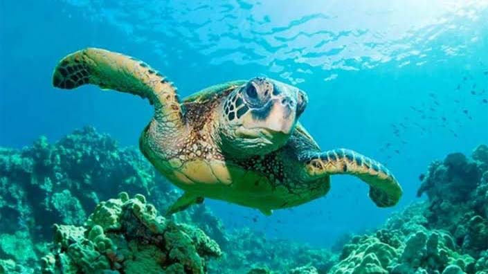 Ingesta de algas tóxicas provocan la muerte de 293 tortugas en Oaxaca