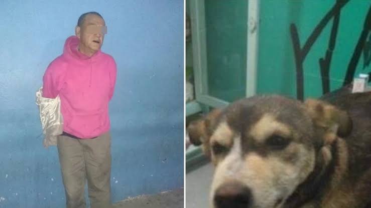 Muere perrita que fue volada, atrapan al agresor