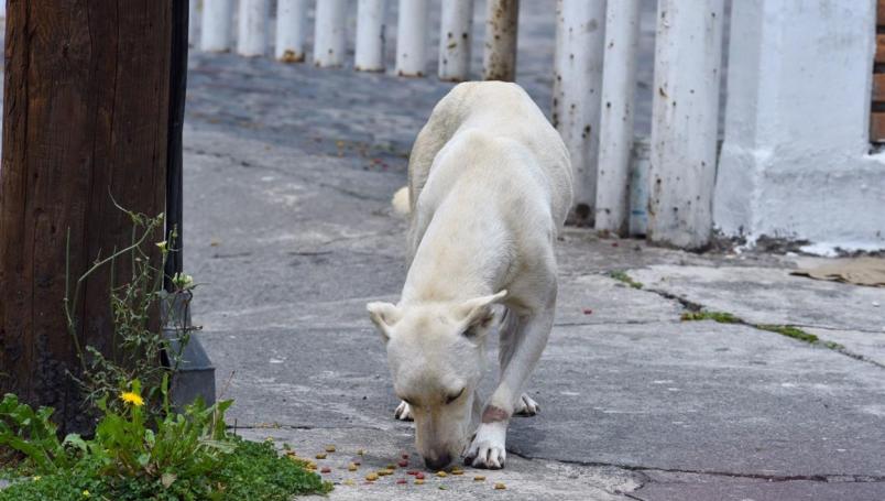 Perros serán entrenados para detectar coronavirus