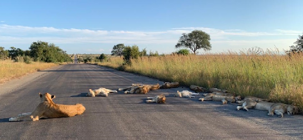 A falta de humanos por contingencia, leones duermen en carreteras de Sudáfrica
