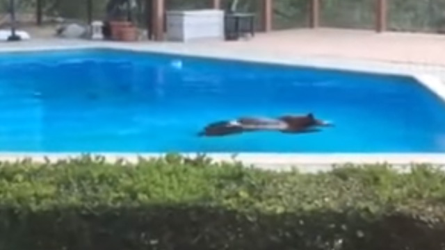 Oso se baña en alberca de una vivienda