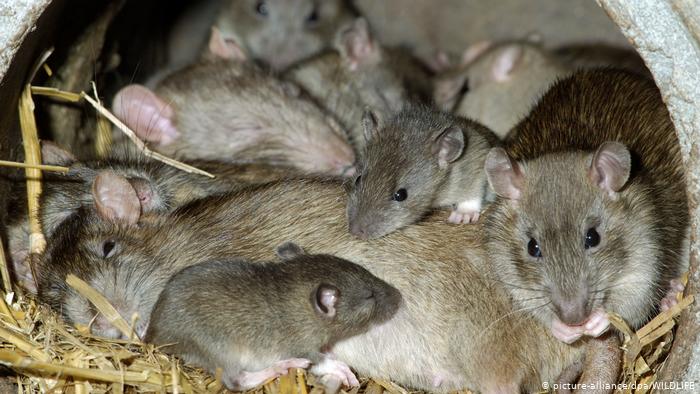 Confinamiento de humanos hace que ratas se vuelvan más agresivas