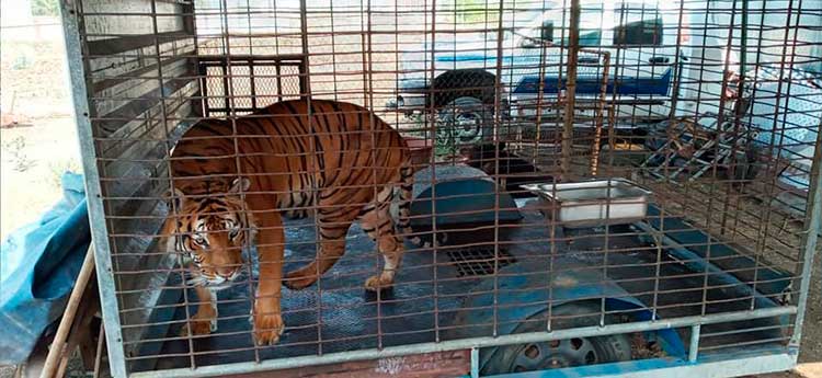 Profepa presenta denuncia tras recibir agresiones por rescatar a tigre y oso de circo.