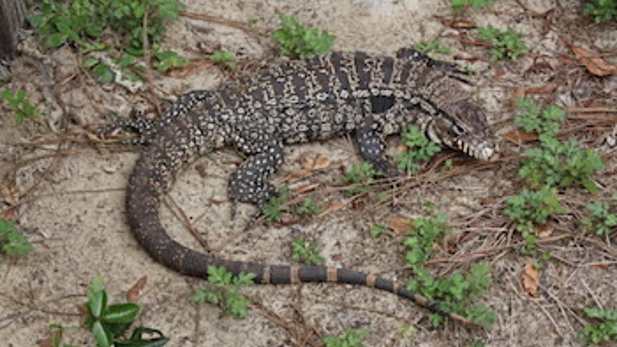 Lagartos gigantes causan terror y preocupación en EU