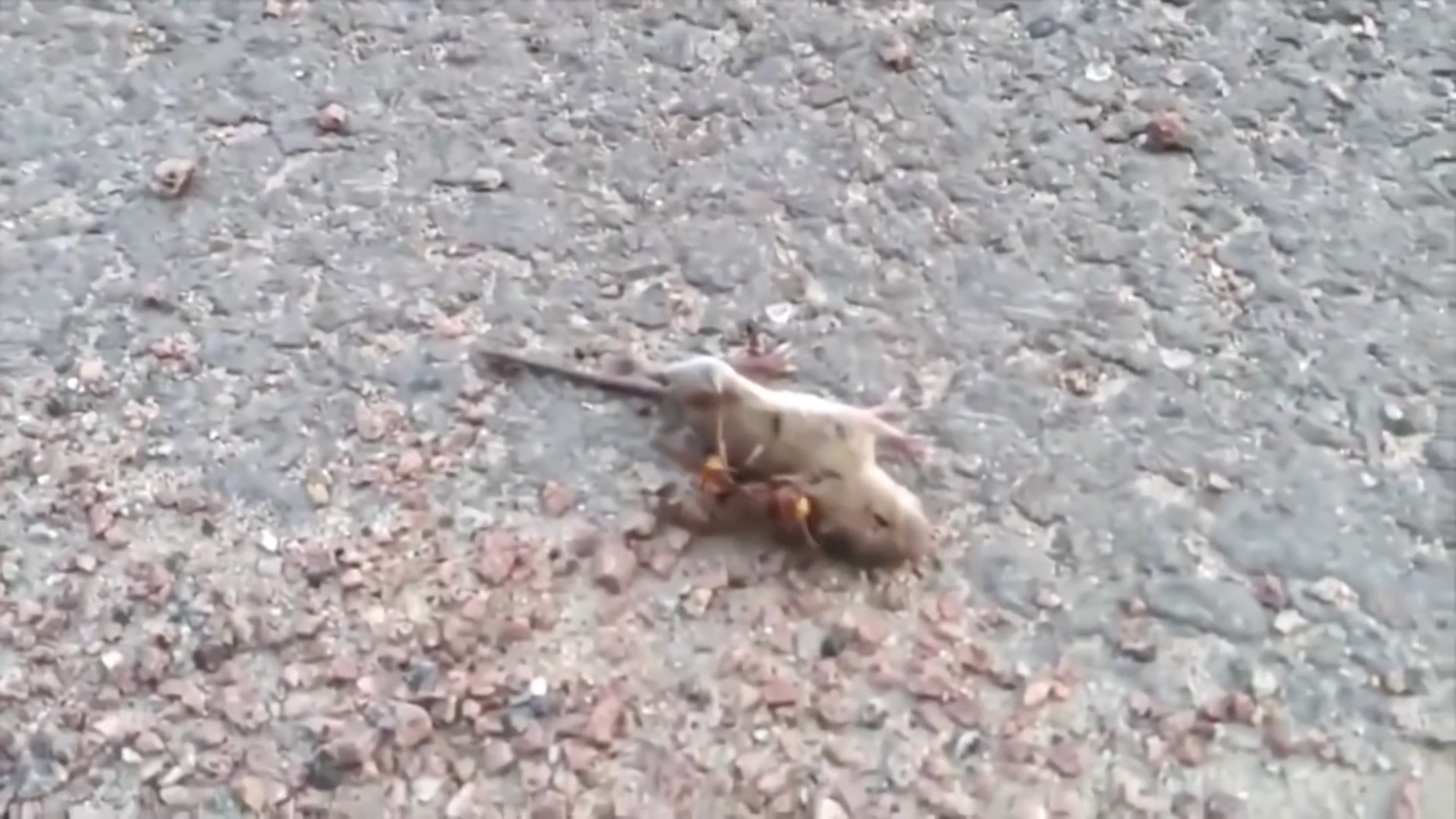 Video: Avispón y ratón luchan a muerte; la mortal picadura del animal quedó grabada