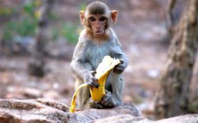 Pobladores de Meerut, en la India; temen más contagios de Covid-19 por culpa de monos ladrones.