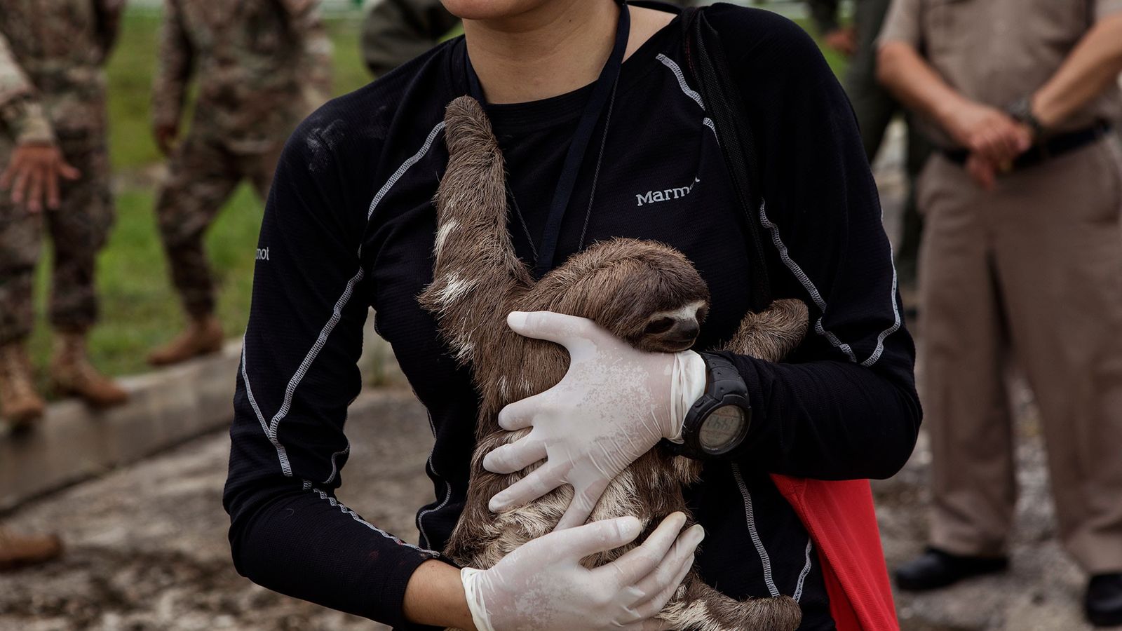 Durante pandemia 600 animales silvestres han sido rescatados