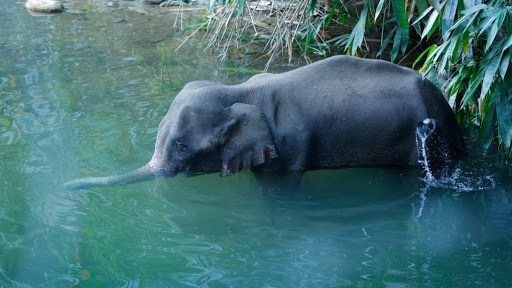 Matan a elefanta tras darle una piña con explosivos