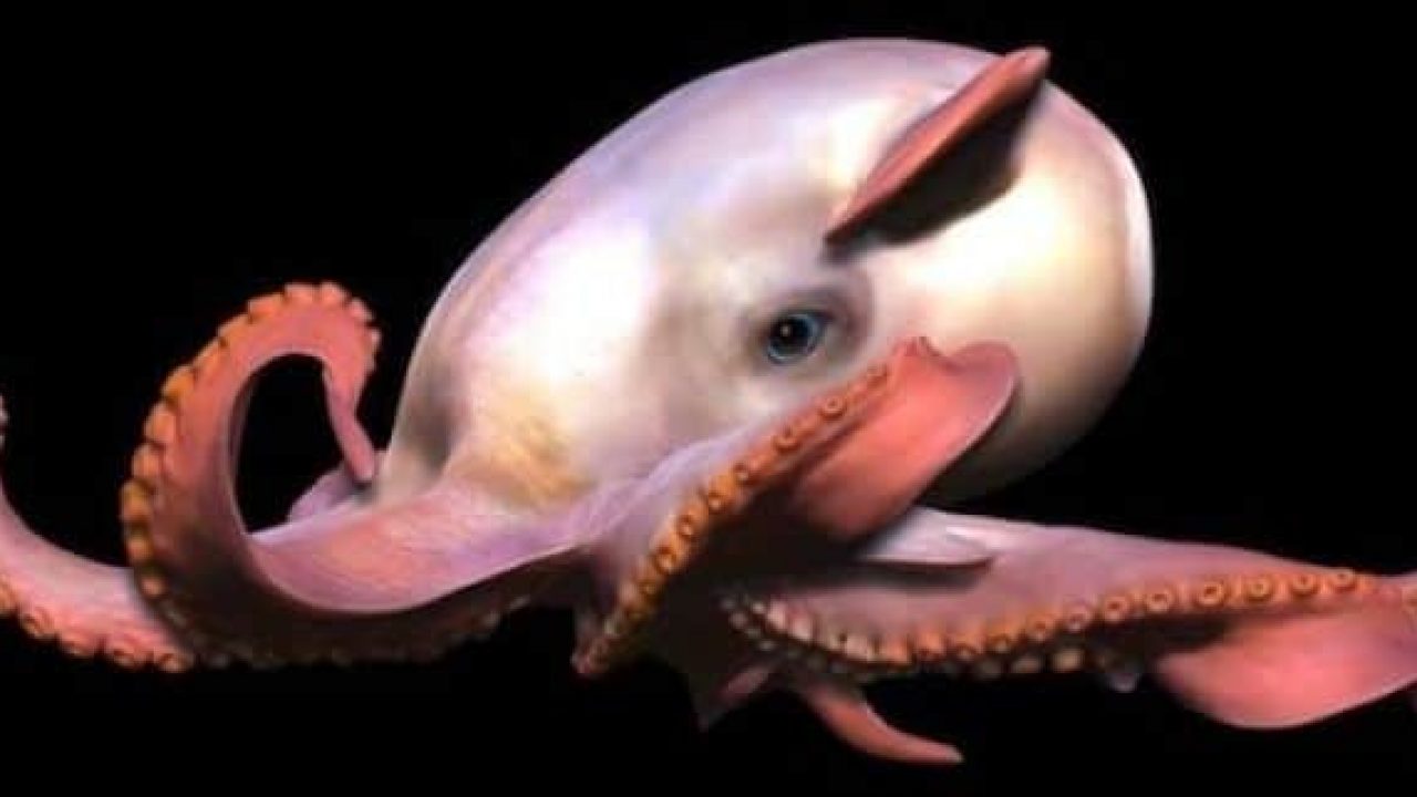 Pulpo “Dumbo” extraña especie que habita el Océano Índico