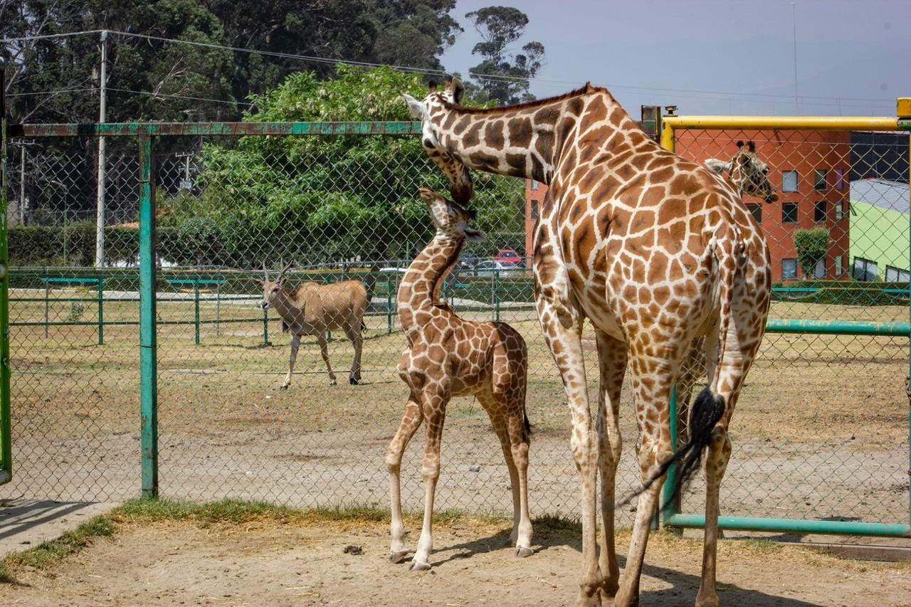 En Edomex reabrirán parques y zoológicos como parte del plan “Regreso Seguro”.