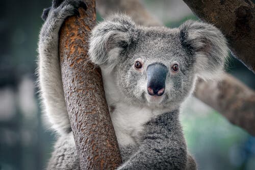 Koalas podrían extinguirse antes de 2050