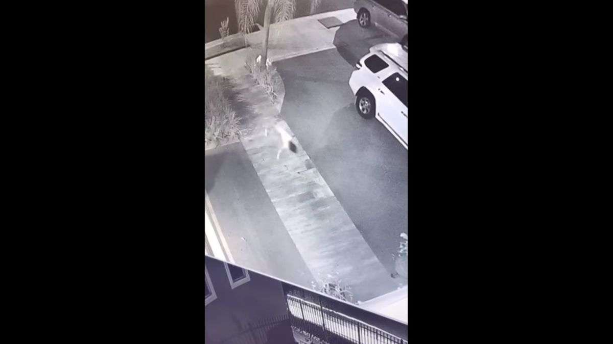 Niña perro de Tampico causa controversia entre los usuarios de Twitter; aquí la historia.