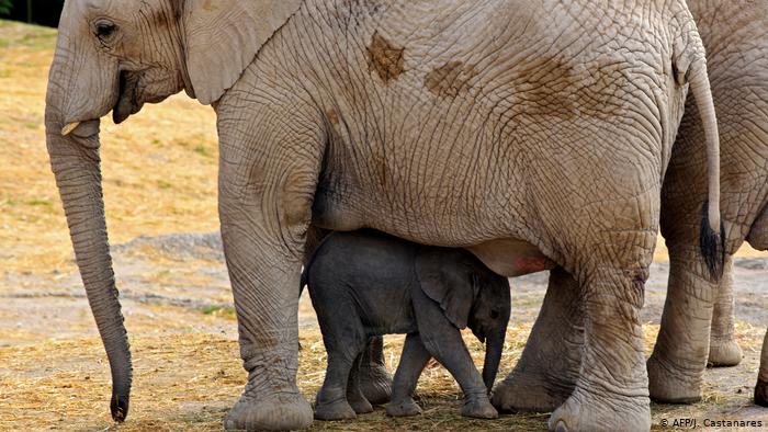 Conocer a Zoom, el elefante de la sabana africana nacido en puebla.