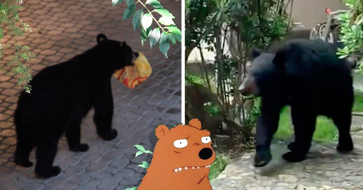 Cae el oso más buscado en Nuevo León