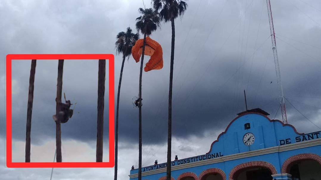 Rescata bomberos a paracaidista que se enredó en palmera de Santa María el Tule, Oaxaca