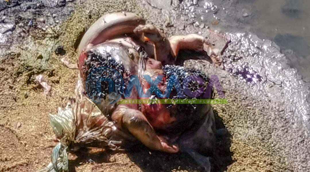 Localizan cuerpo de bebé en estado de putrefacción sobre el Río Atoyac