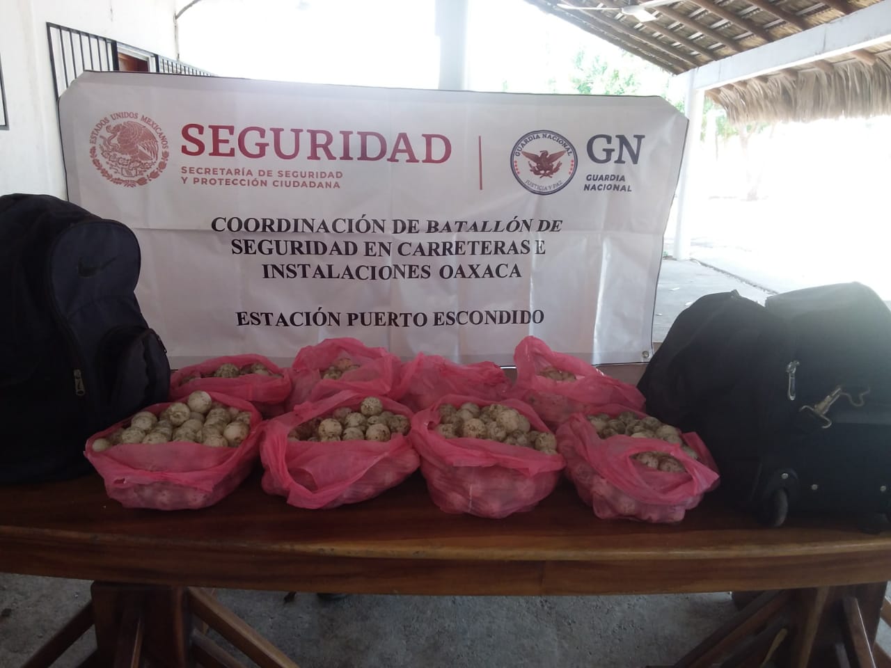 Asegura Guardia Nacional 800 huevos de tortuga marina en la Costa de Oaxaca