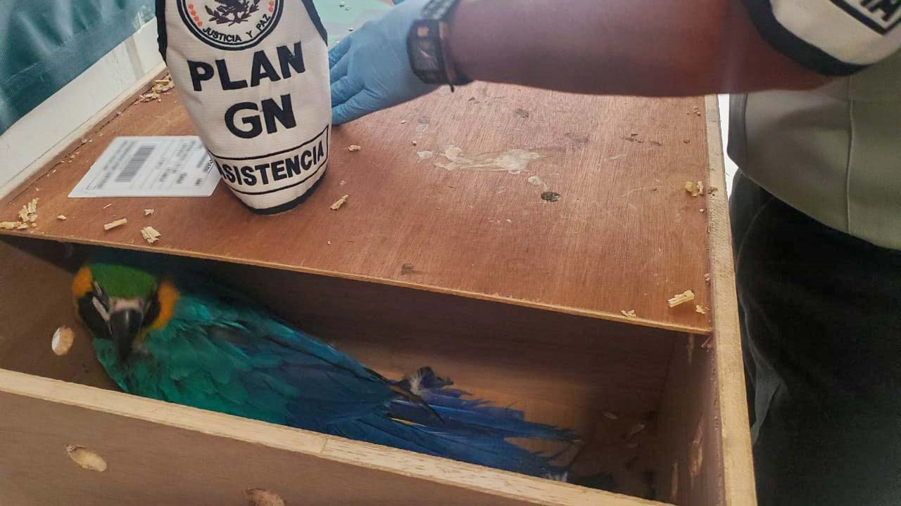 Guardia Nacional rescata a Tucán y dos Guacamayas en aeropuerto de Oaxaca