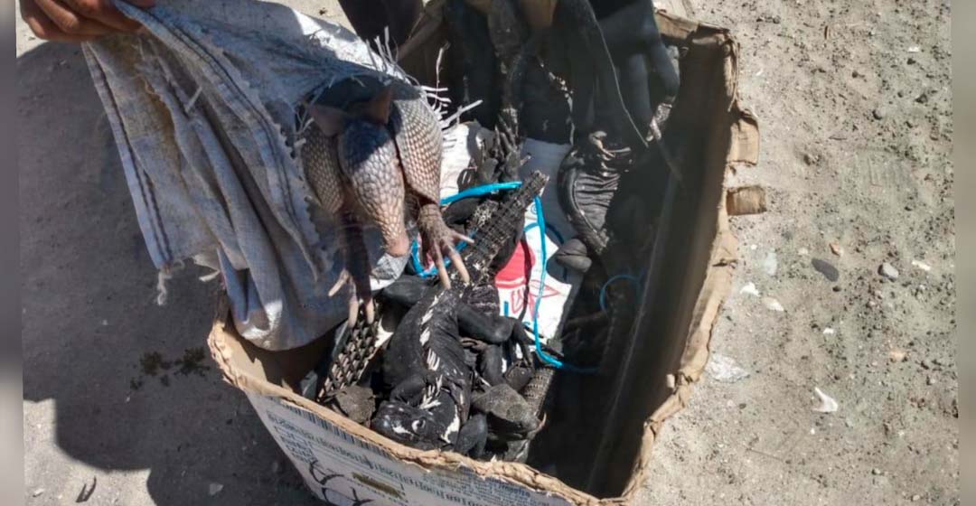 Guardia Nacional rescata a 7 iguanas y un armadillo, amarrados y abandonados en playa de Oaxaca