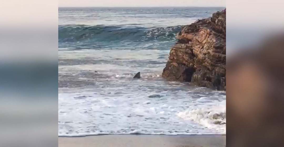 Avistan tiburones en playas de Oaxaca