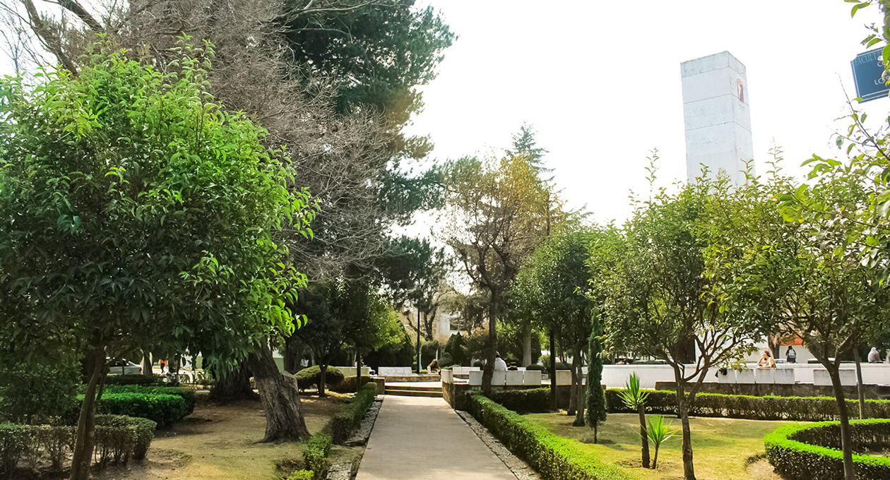 Dan a 10 ciudades mexicanas el distintivo Ciudad Árbol del Mundo