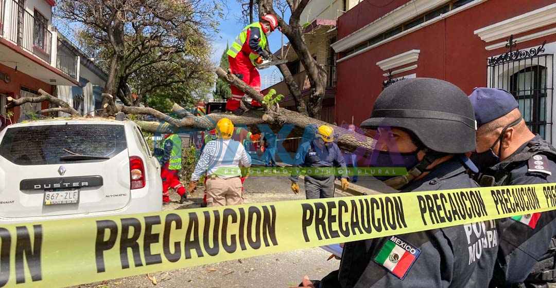 Caída de árbol en el Centro Histórico de Oaxaca deja daños materiales