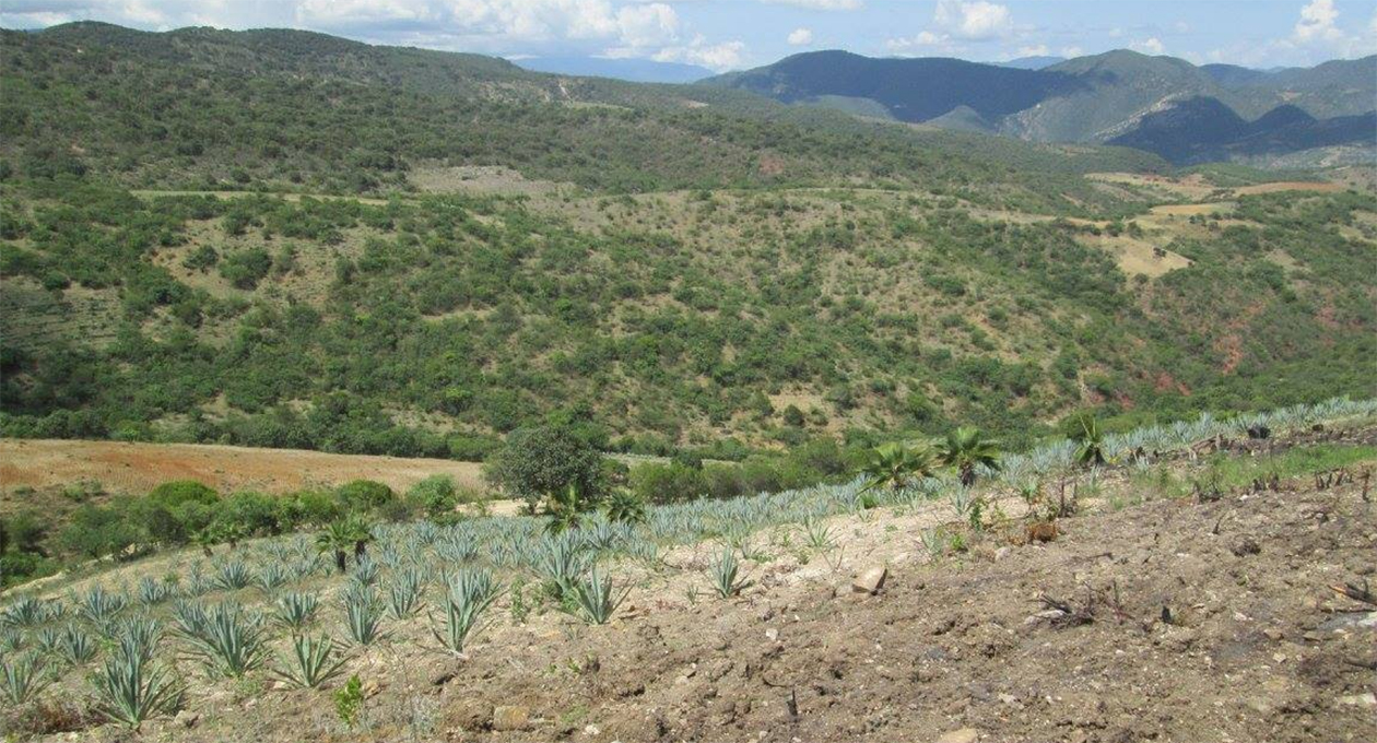 Canastitas ( y mezcalitos) en serie
