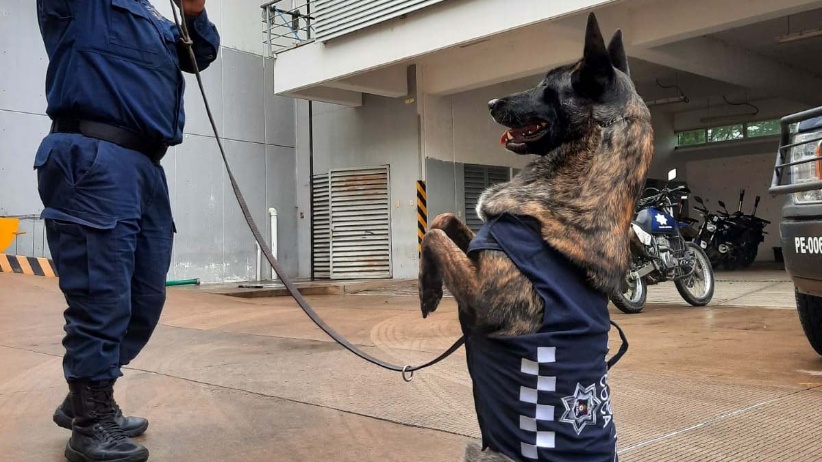 Unidad Canina de la Policía Estatal cumple 20 año de servicio