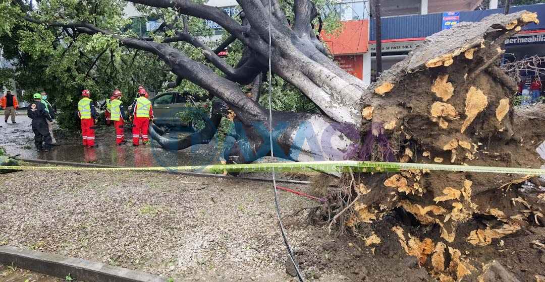 Aparatosa caída de árbol sobre camioneta en Periférico e Hidalgo, Oaxaca