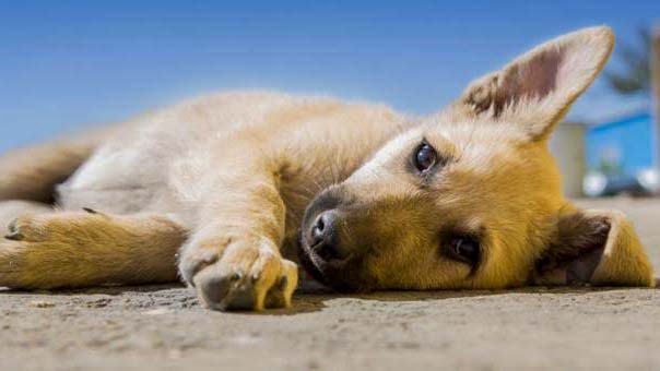 Presunto envenenamiento de ocho perros y 4 gatos en Huajuapan de León, Oaxaca