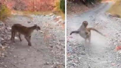 Puma mata a niño durante ataque en la región Cañada, Oaxaca