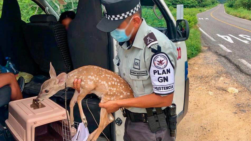 Rescate Guardia Nacional a cervatillo de venado cola blanca transportado em condiciones de hacinamiento
