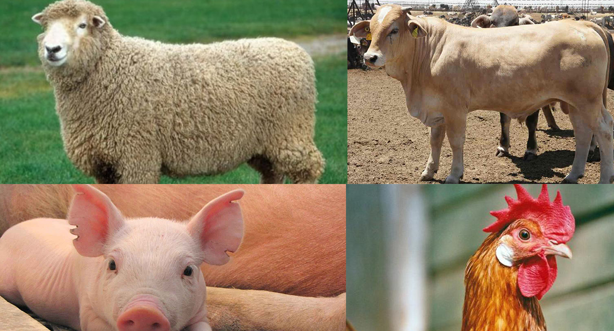 Inicia foro de la Asociación Mexicana de Ciencia y Tecnología de la Carne