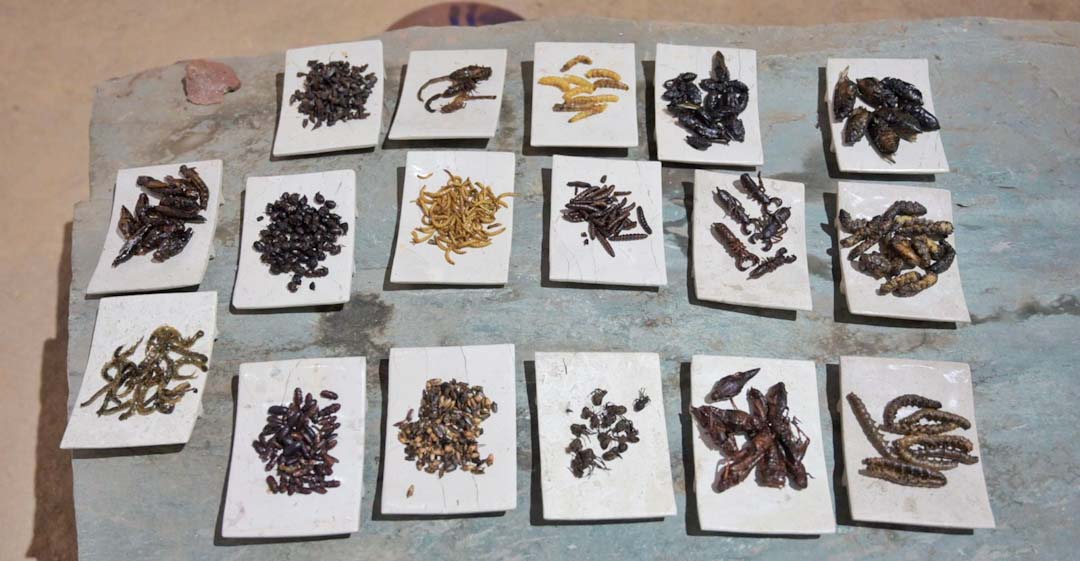 Insectos, ingrediente prehispánico que da sabor a la cocina de Oaxaca