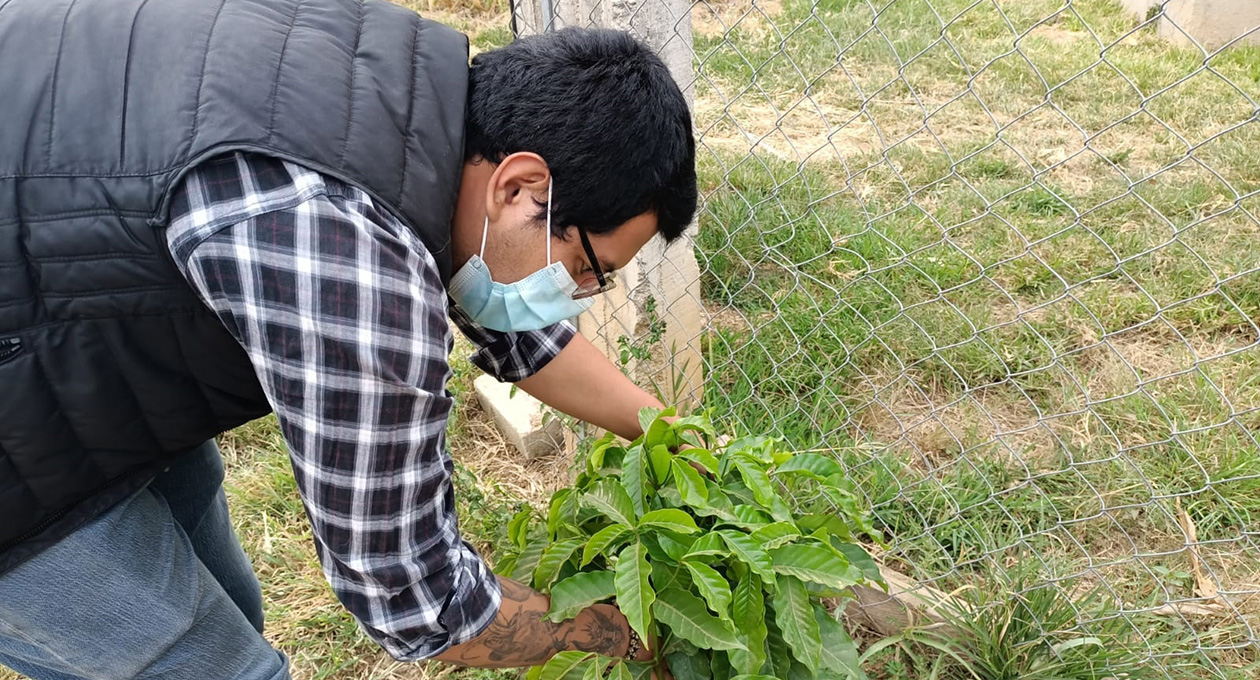 Café oaxaqueño se cotizará a buen precio en el 2022; productores tendrán más ganancias