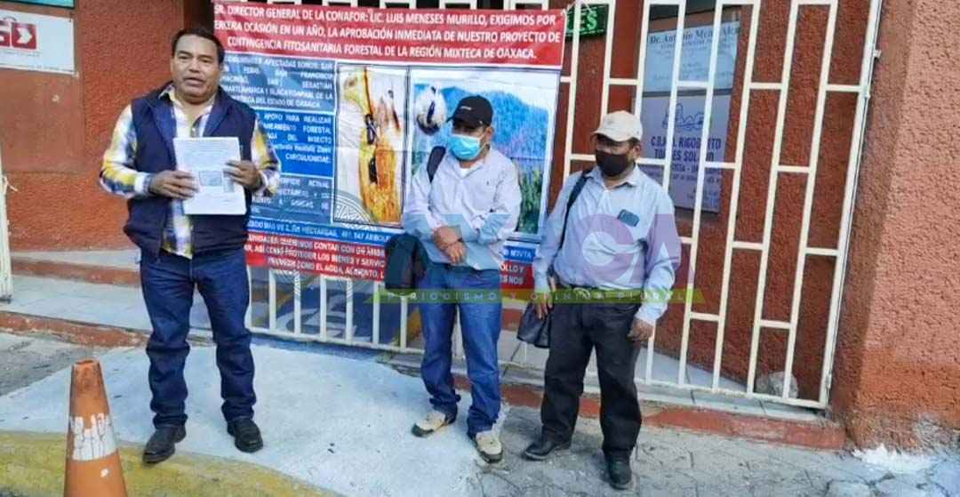 Pobladores de la Mixteca exigen a Conafor aprobar proyecto de contingencia fitosanitaria forestal