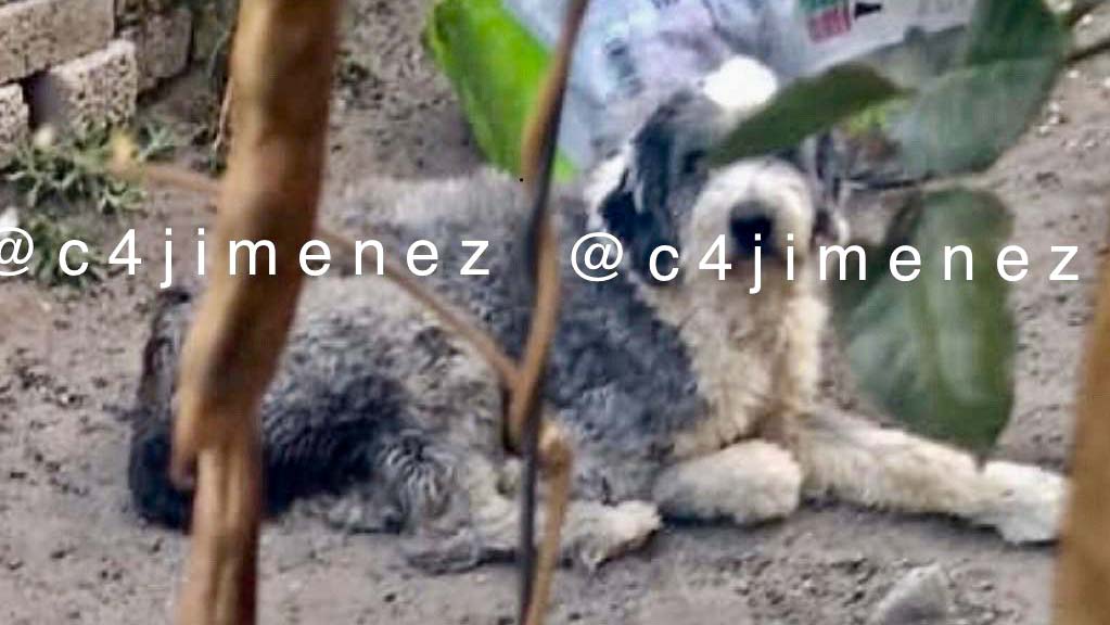 Detienen a perro acusado de violar a niña de 9 años, la mamá dijo que padrastro no tuvo nada que ver