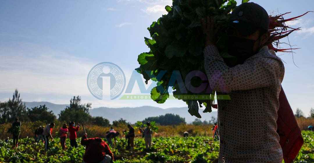 Cancelan a última hora la ‘Noche de Rábanos’ municipio de Oaxaca no pagó a trabajadores que bloquean